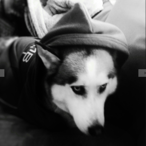dog-in-hoodie